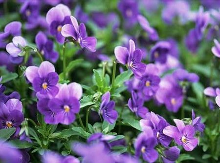 Violet – 
Vui vẻ lịch sự