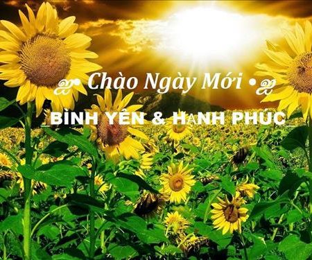 Sunflower – 
Tâm sự : đàng hoàng, nghiê…..