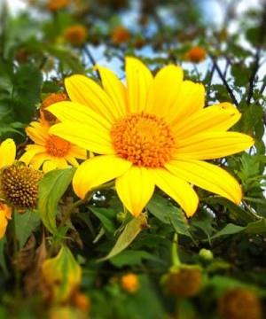 Sun Flower – 
Chân thành