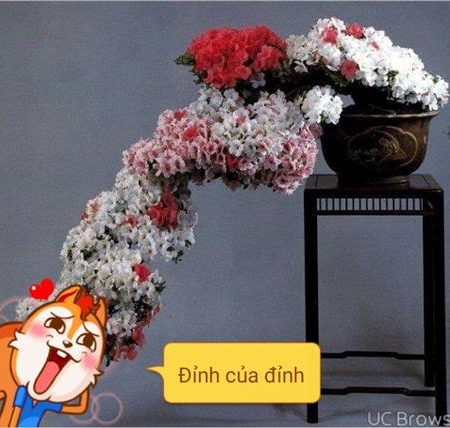 Ngân Nguyễn – 
Chúng thủy và gắn bó dài …..